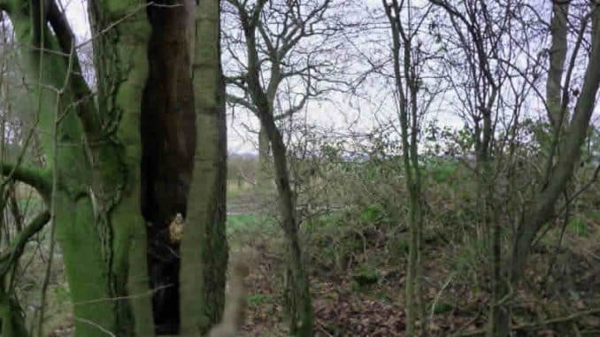 Franz-Carl-edgewoods