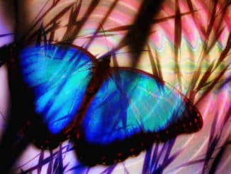 blauer-schmetterling-butterfly-908162