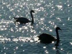 Polyamorie versus Monogamie zwei schwaene swan