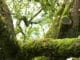 alter-baum-moss