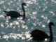 zwei-schwaene-swan