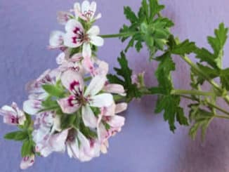 geranie-melanie-ackermann