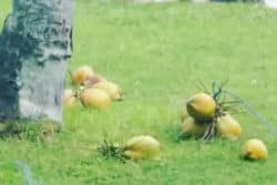 Kokos-2-Lombok-peisger-devaya-ayurveda