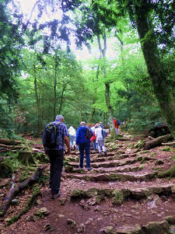 barbara bessen frankreich menschen im wald auf einem weg