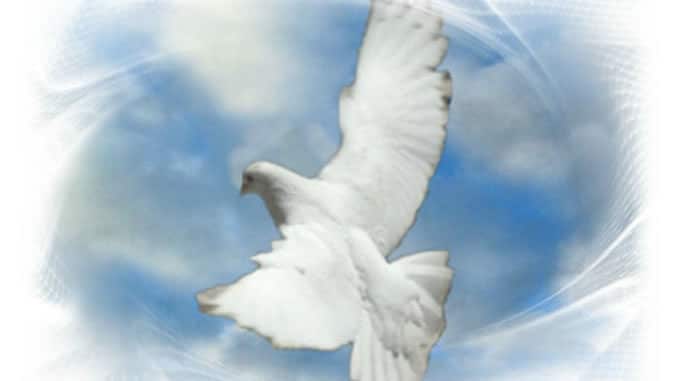 brueckmann taube frieden