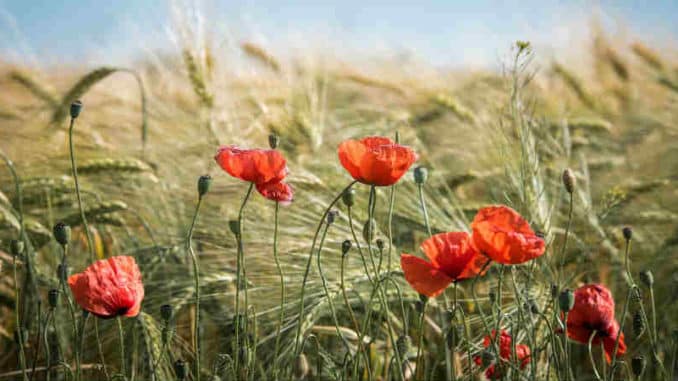 kornfeld-mohn-summer