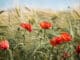 kornfeld-mohn-summer