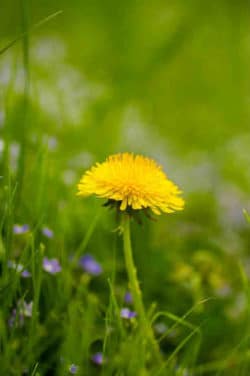 Loewenzahn-IngridLisa-Storl