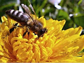 biene-loewenzahn-bee