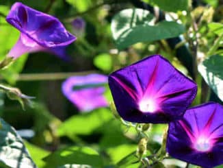 blau pinke blumen bluete die von innen heraus leuchtend strahlt