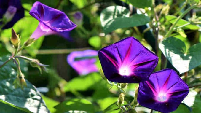 blau pinke blumen bluete die von innen heraus leuchtend strahlt