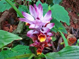 kurkuma-heilpflanze-ayurveda-curcuma-aromatic