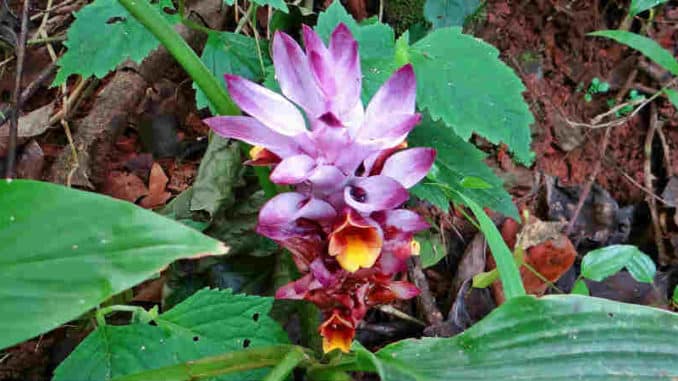 kurkuma-heilpflanze-ayurveda-curcuma-aromatic