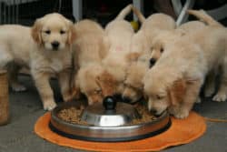 seelenkontakt-mit-lebewesen-golden-retriever-puppy