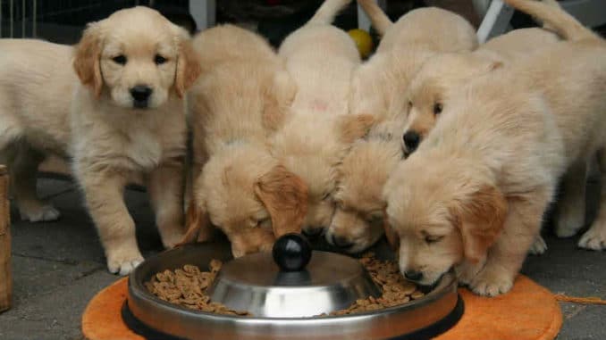 seelenkontakt-mit-lebewesen-golden-retriever-puppy