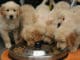seelenkontakt-mit-lebewesen-golden-retriever-puppy