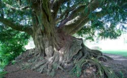 Eibe Weltenbaum-hag2018-11a-taxus-waverley-pnorton2981