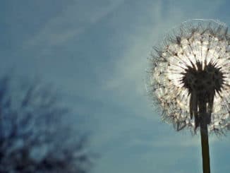 dunkel-herbst-depression-fower