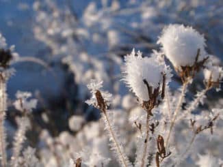 pfad-der-weisen-alten-seelenpfad-weibliche-weg-snow