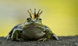 Tiere gelten als Glücksbringer von der Antike bis heute frog