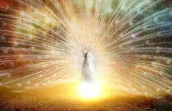 Symptome von Egoisten die kaum einer kennt sonne pfau strahlen peacock