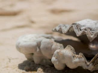 innerer-und-aeusserer Reichtum-muschel-shell