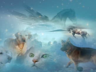pferd-hund-katze-vogel-himmel-beyond