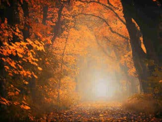 der-goldene-pfad-des-erwachens-weisheit-barbara-bessen