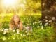 innere-Kind-heilen-Ende-Opferrolle-wald-blumen-girl