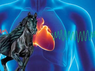 wissenschaft-des-herzens-tattva-viveka-mccraty03