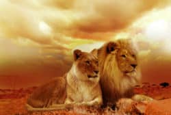 Eine Welt voller Hochsensibler Hochsensibilitaeat Empathie Narzissmus Macht lion