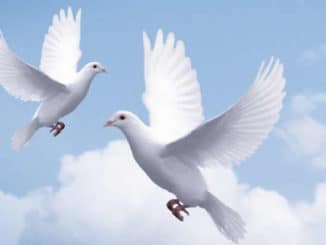 AMORC-Frieden-Bekenntnis