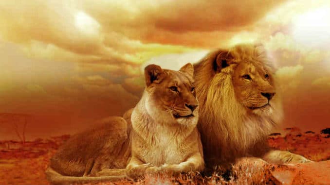 Hochsensibilitaeat-Empathie-Narzissmus-Macht-lion