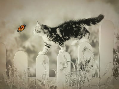 tierkommunikation-vermisstes-tier-cat