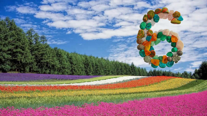 editha-wuest-juni-2019-blumenfeld-flower-field