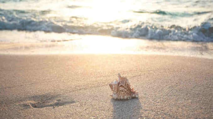 uelle-Geschenk-Leben-Kreativitaet-erschaffen-Meer-Muschel-beach