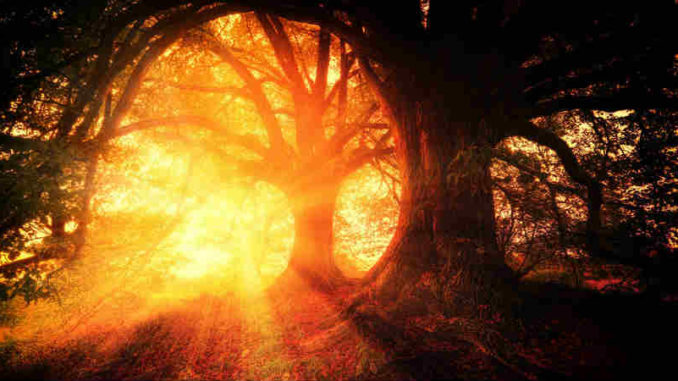 wohnen-in-mir-Mystik-sonnenstrahl-baeume-trees