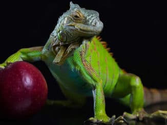 kim-fohlenstein-Torwaechter-der-Nahrung