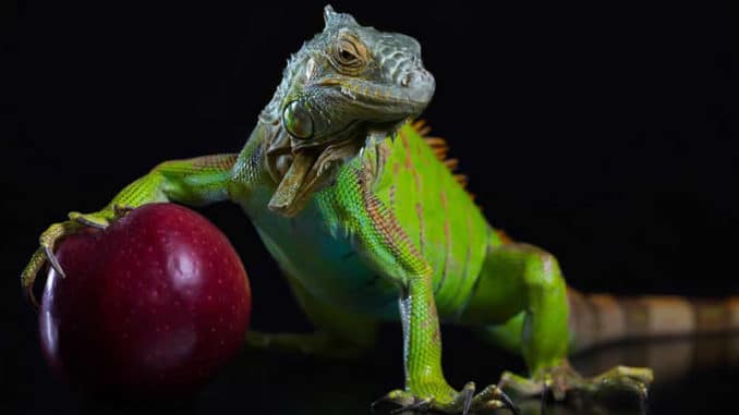 kim-fohlenstein-Torwaechter-der-Nahrung