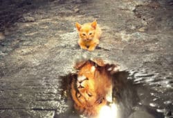 Telepathische Tierkommunikation Katze Löwe Spiegelbild