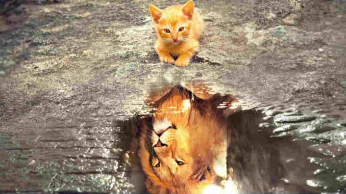 Tierkommunikation-Katze-Loewe-cat