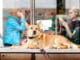 Online-Sucht-Verbundenheit-Handy-dog