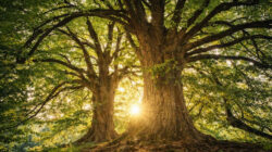 Wald mit wunderschönem Licht