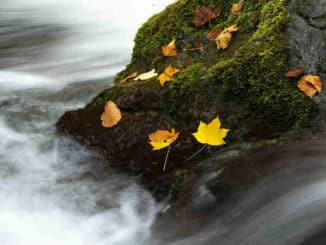 wasser-stein-blaetter-meditation-landscape