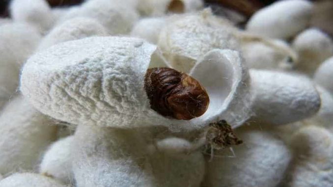 Geburt-neue-Seele-weltenei-cocoon