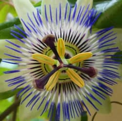 Passionsblume