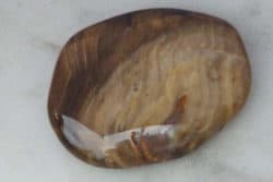 versteinertes-Holz-editha-wuest