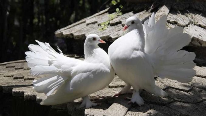 Verbotene Liebe-kim-fohlenstein-Kamphausen-Tauben-Fotolia