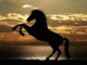 Tier-Coach-Spiegel-steigendes-Pferd-horse