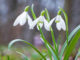 schneegloeckchen